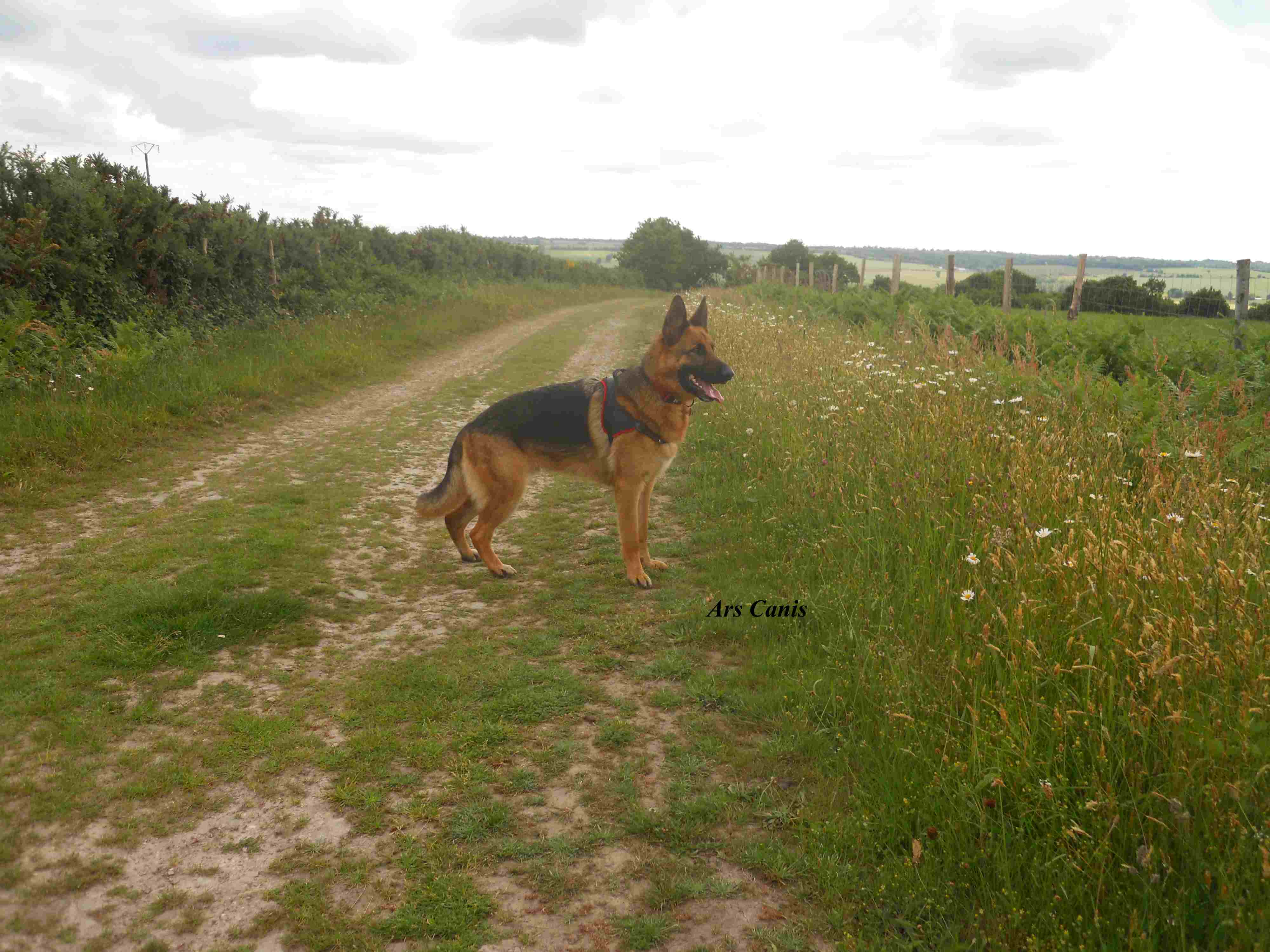 balade chien 35