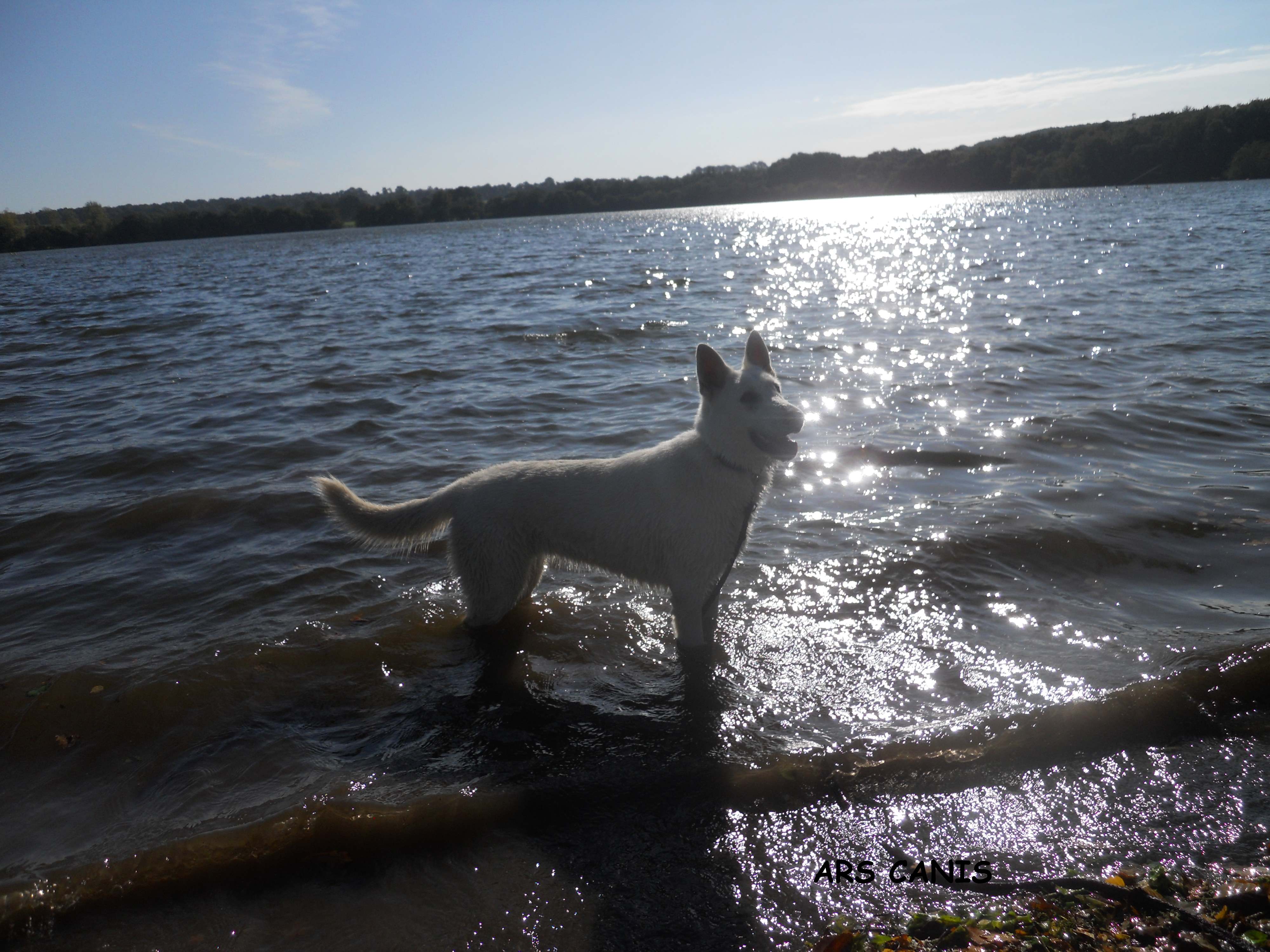 berger blanc suisse