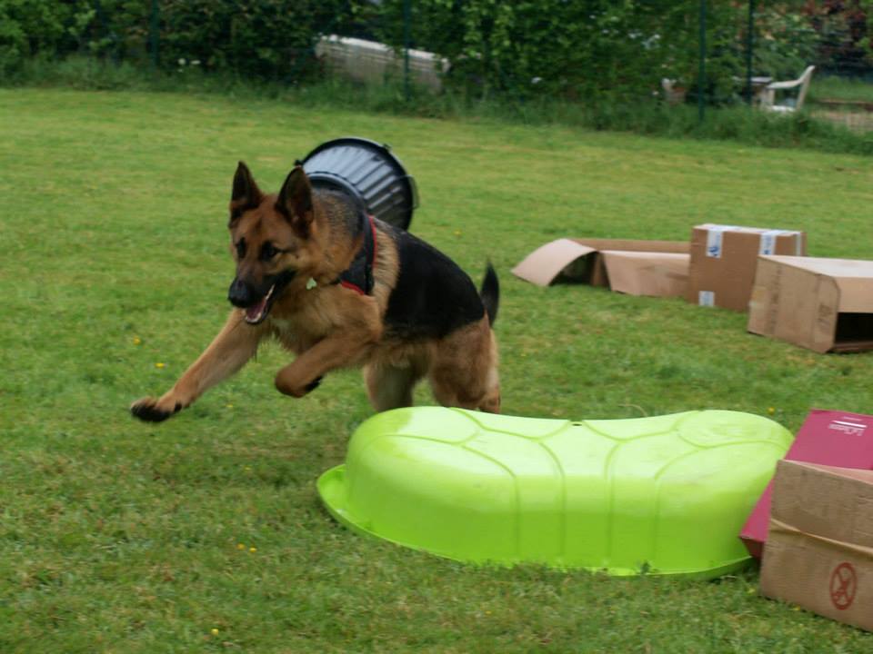 Berger allemand atelier sniff sniff