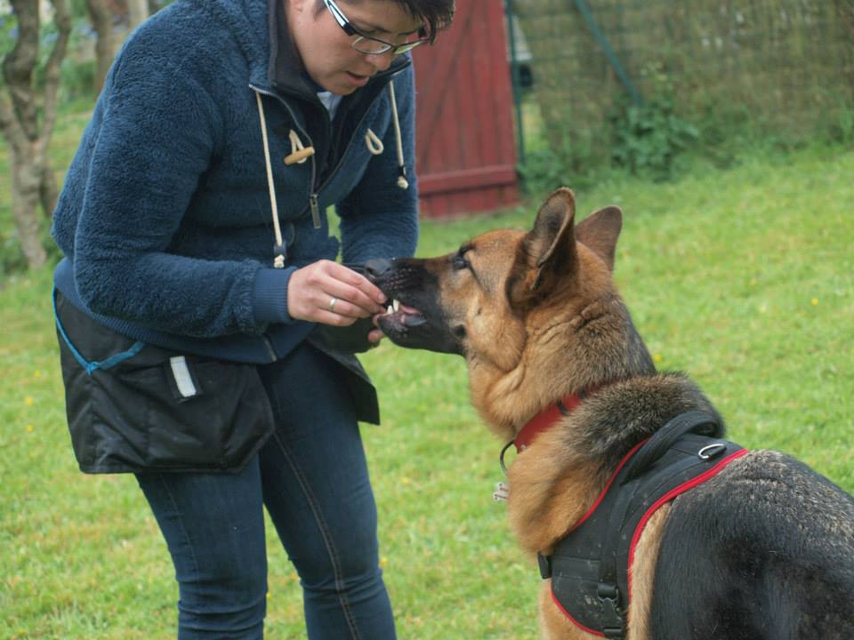 atelier sniff sniff, ars canis education canine
