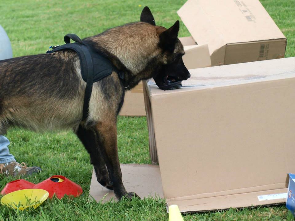 atelier sniff sniff , ars canis education canine