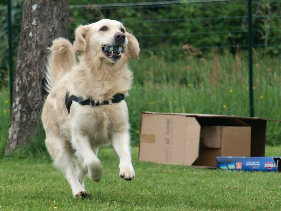 atelier sniff sniff , golden