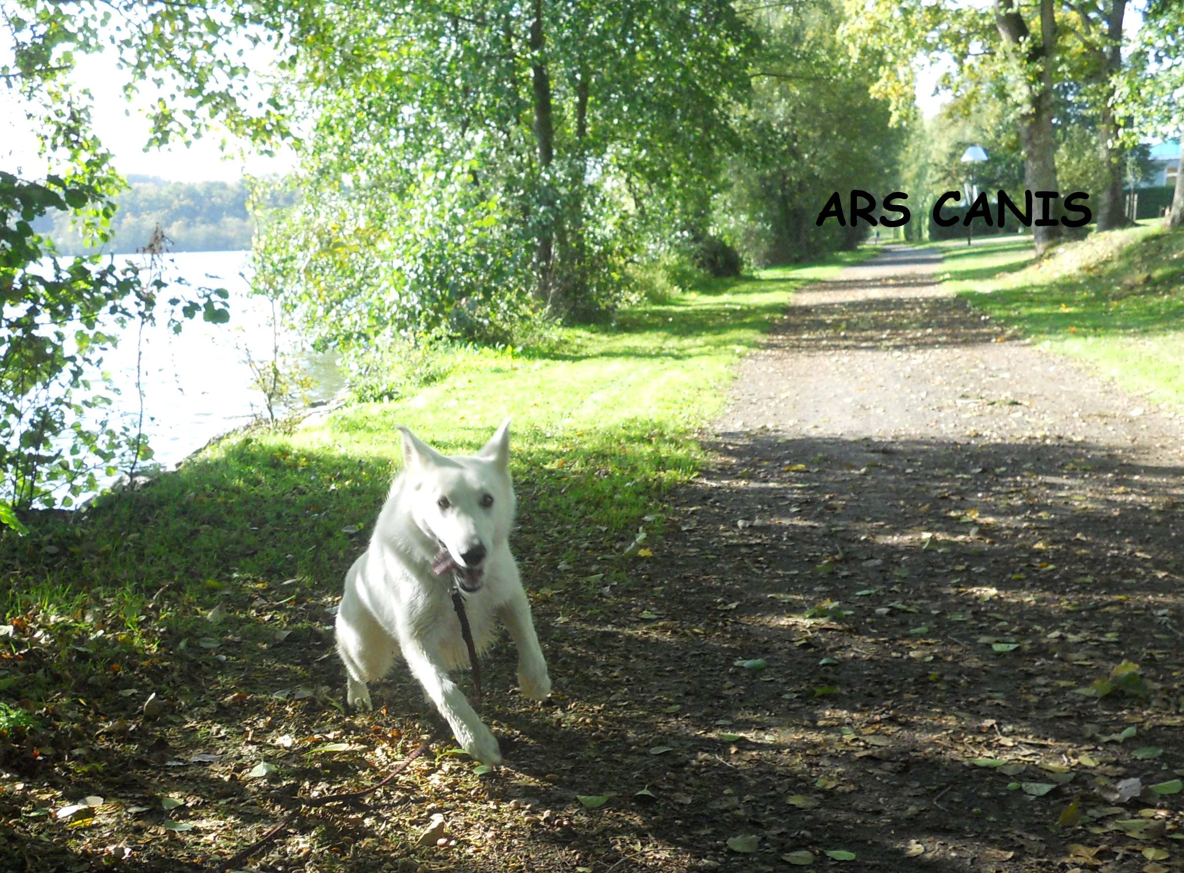 berger blanc suisse