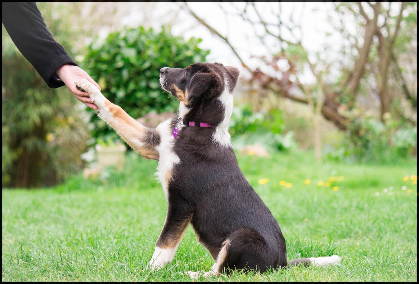 Ma Douce Ars Canis Education canine 35, bretagne chien