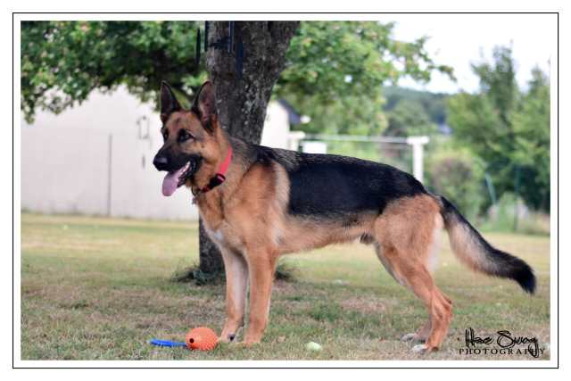 Education canine 35 , Rennes , Bain de bretagne , Berger alemand