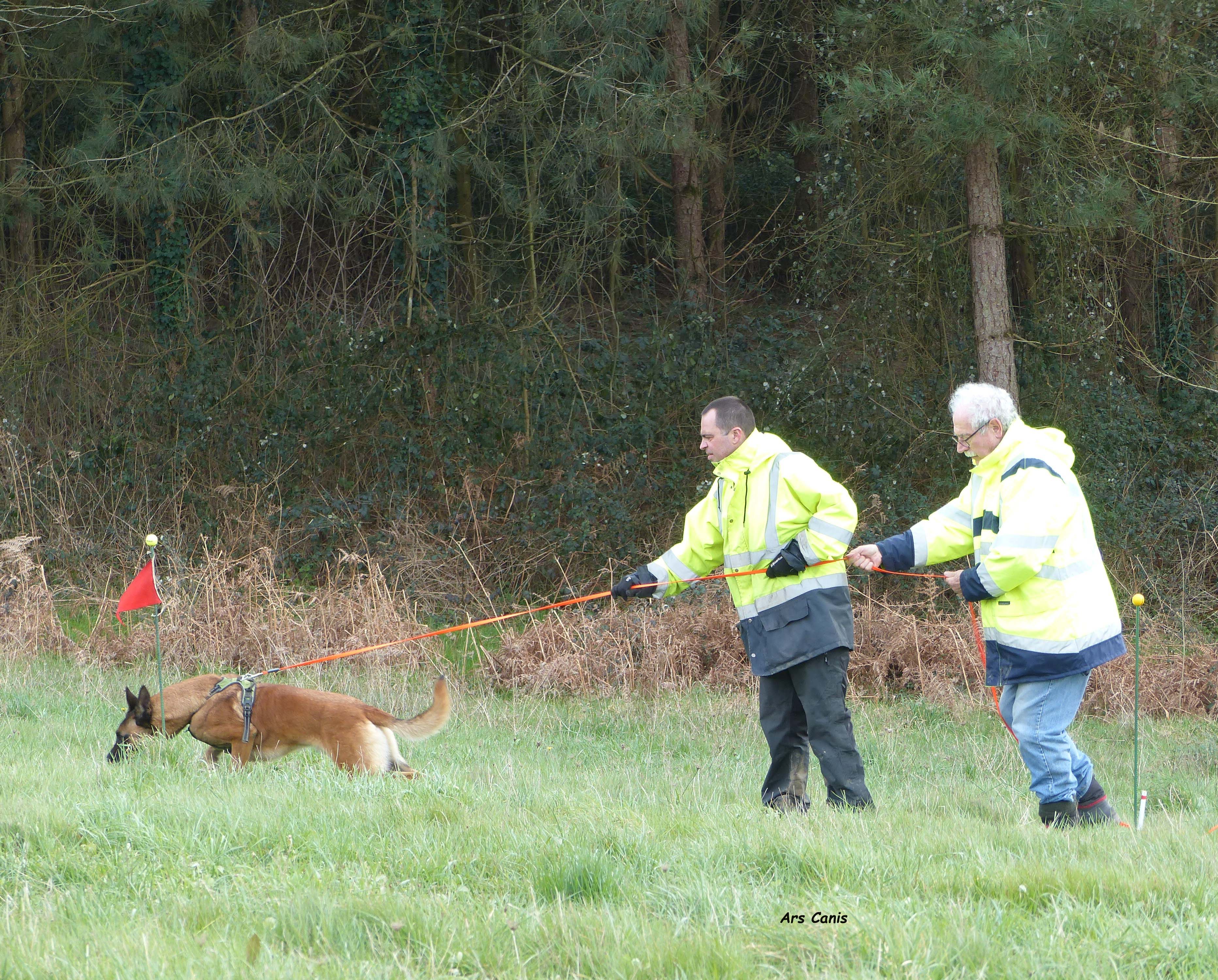 Atelier pistage , chien malinois , Ars Canis Education Canine , Ille et Vilaine 35