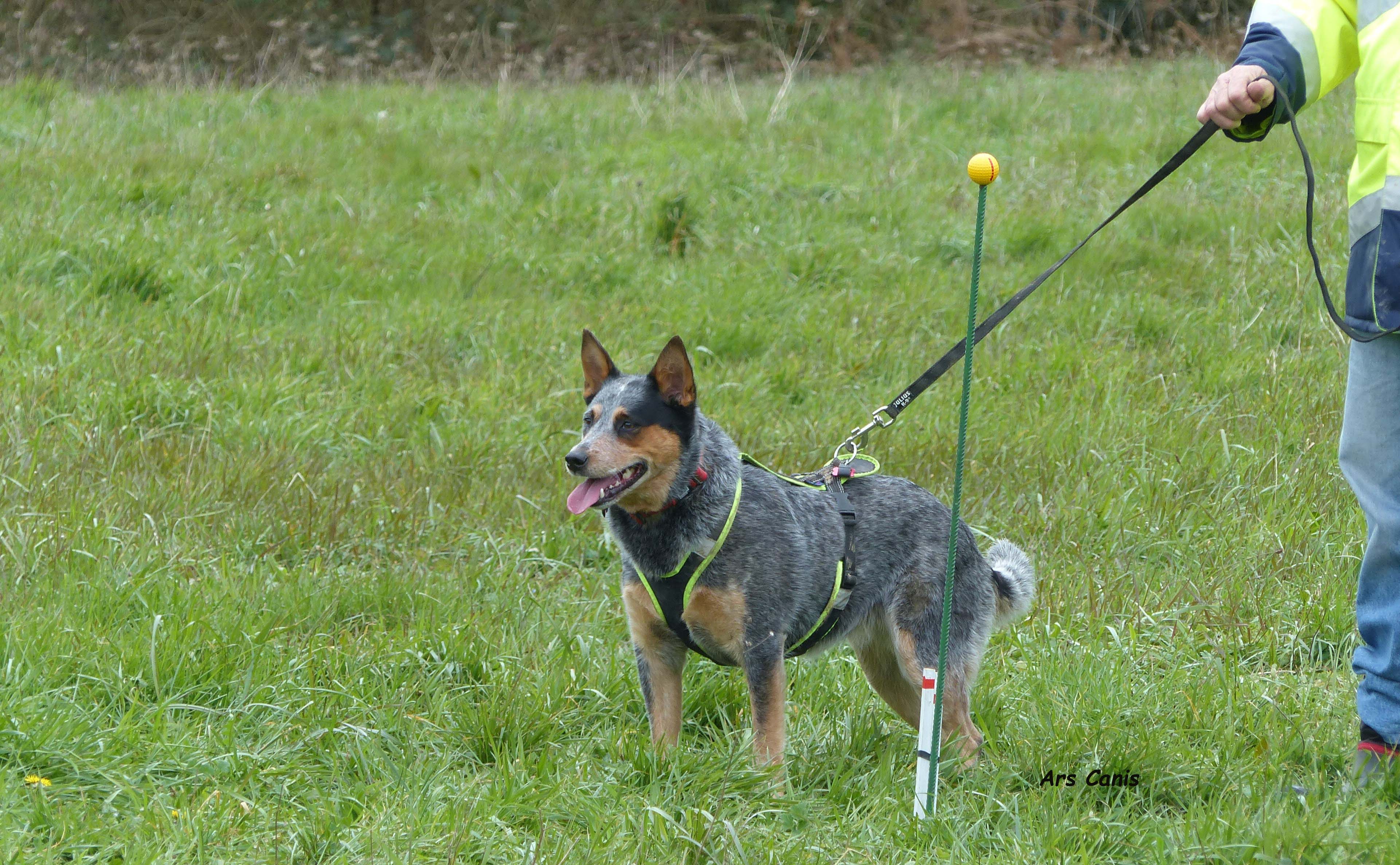 australian cattle dog au pistage , chien education , ars canis education canine, bretagne , ille et vilaine 35, dressage chien