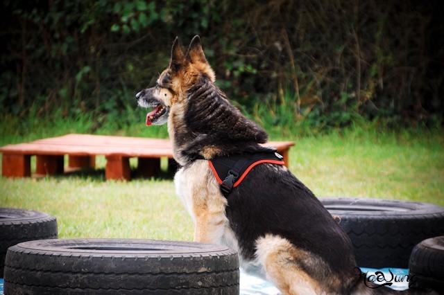 Education canine positive 