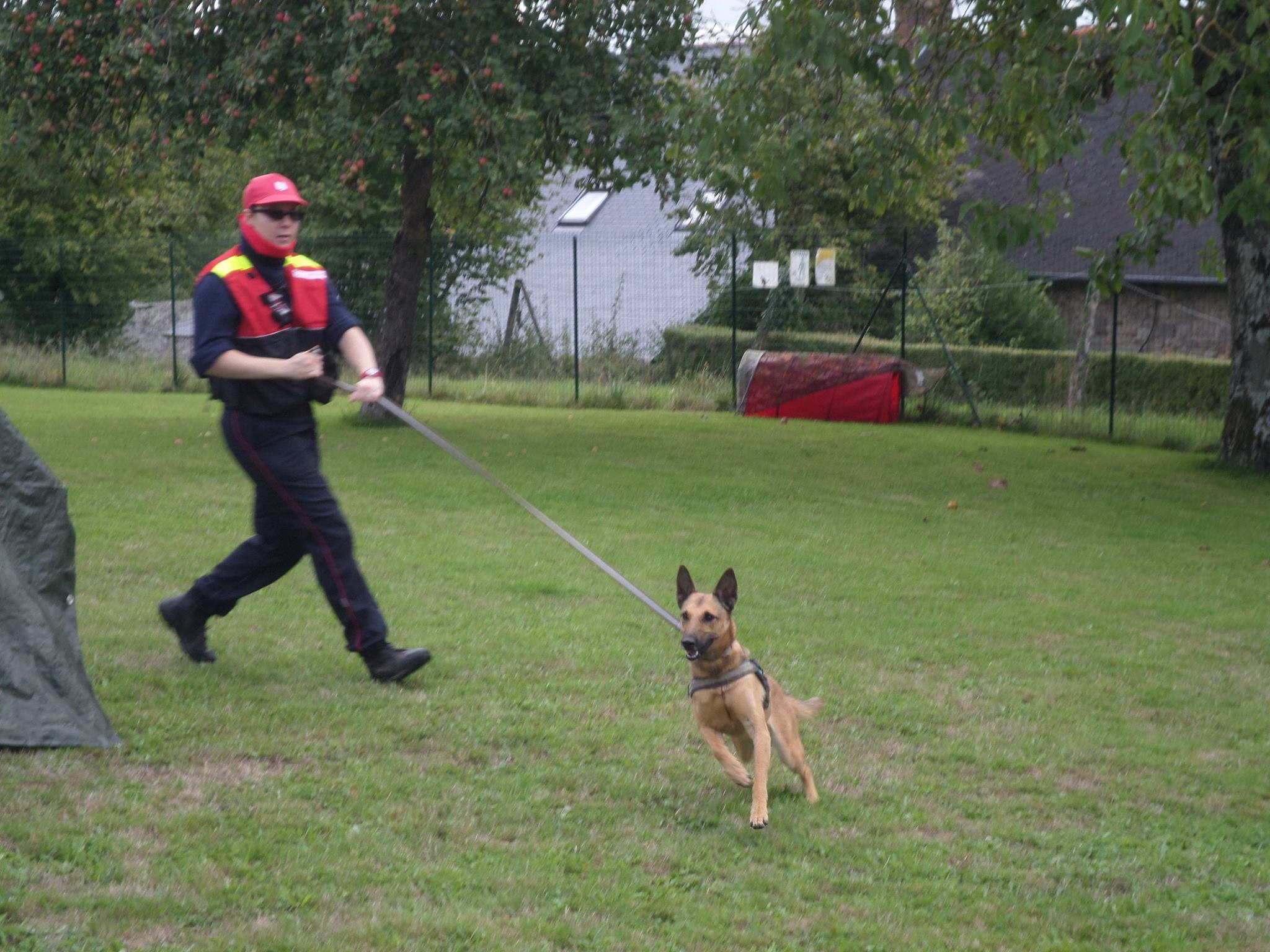 dressage chien 35